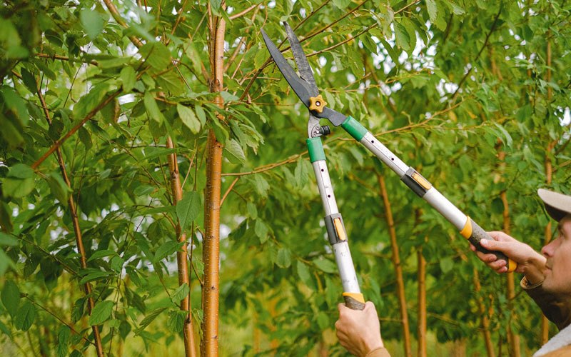 Tree trimming in Traer, IA
